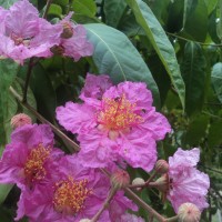 <i>Lagerstroemia speciosa</i>  (L.) Pers.